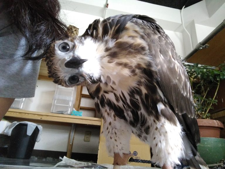 ぐーちゃんととある日の休日。