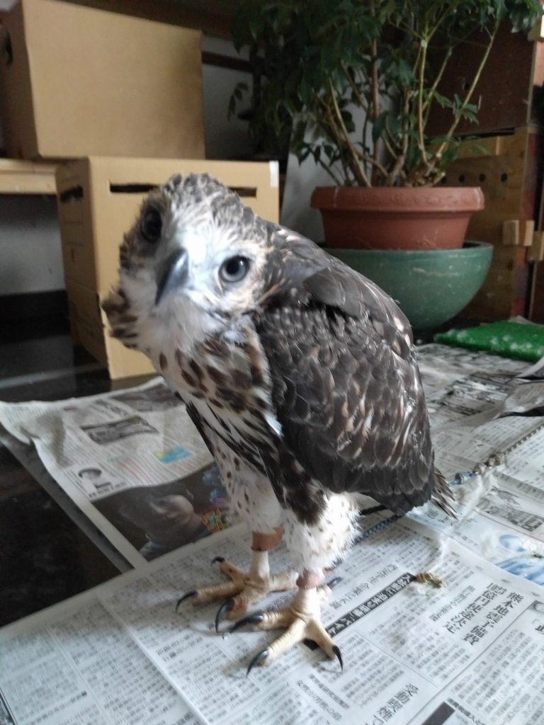 ぐーちゃんお迎えから巣立ちまで