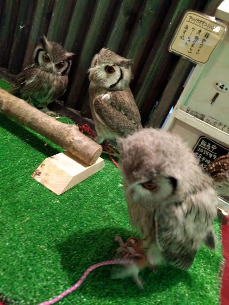 アフコノ影虎ちゃん特別出演。