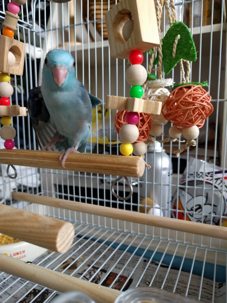 自分も家で猫を飼ってるというオチが笑える