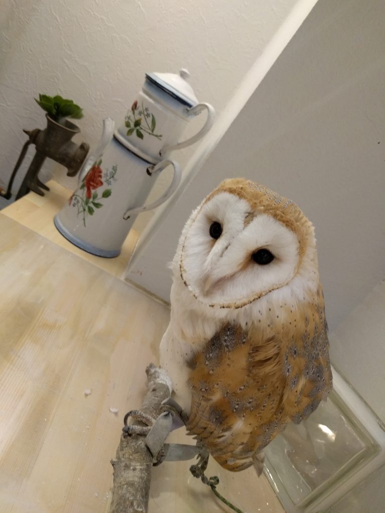 そう考えると鷹ちゃんて優しい。