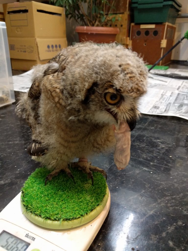 フクロウさんも喋ってくれたらいいのにね。