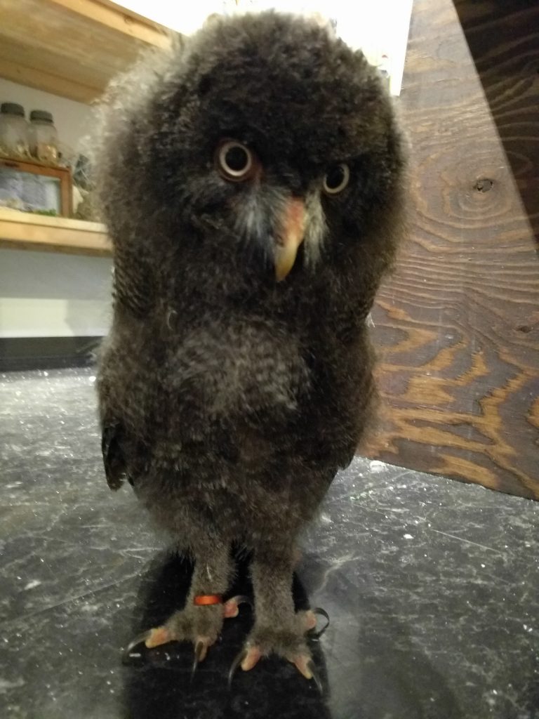 ぐーちゃん、大人になる。