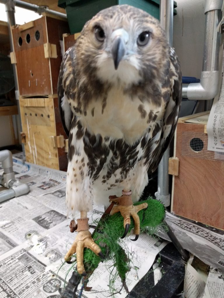 レッドテールホーク