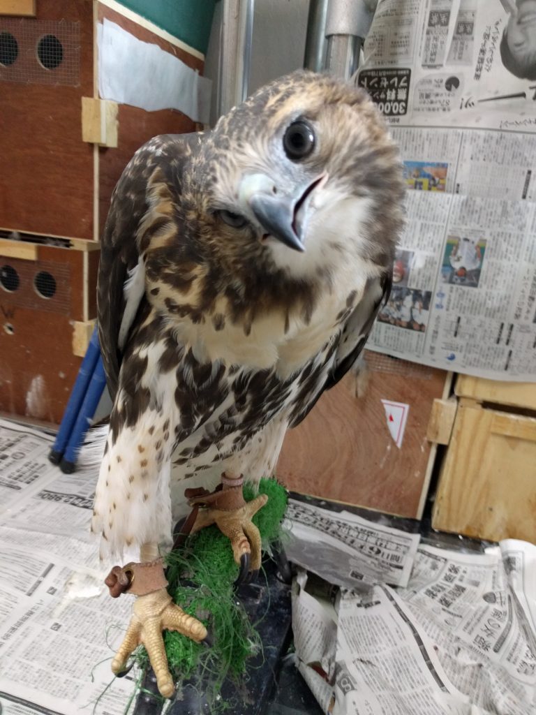 睡魔には勝てない。