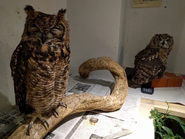 とらちょ、はぶんちょ。