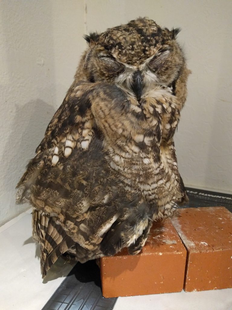 こじろう、兄さんになる。