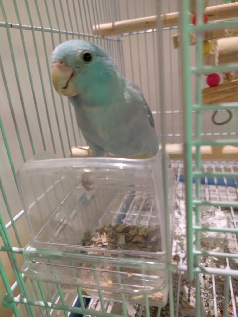 ことりのカフェやります！