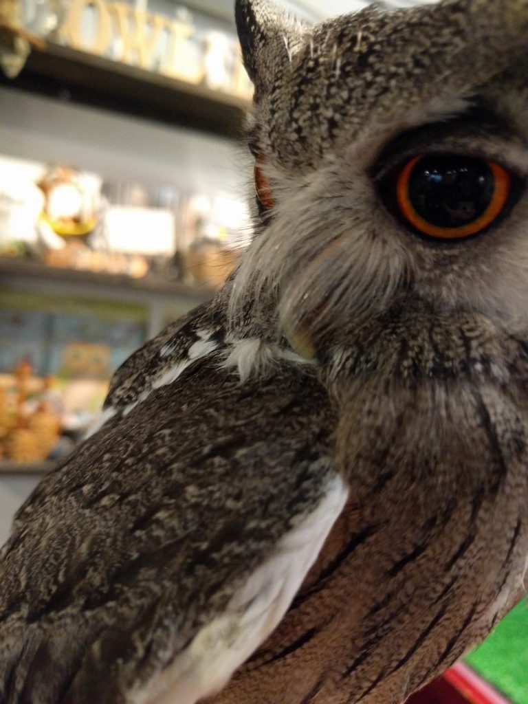 久しぶりにたわむれてみる。