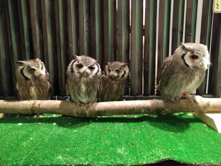 あふこのーずから脱退。