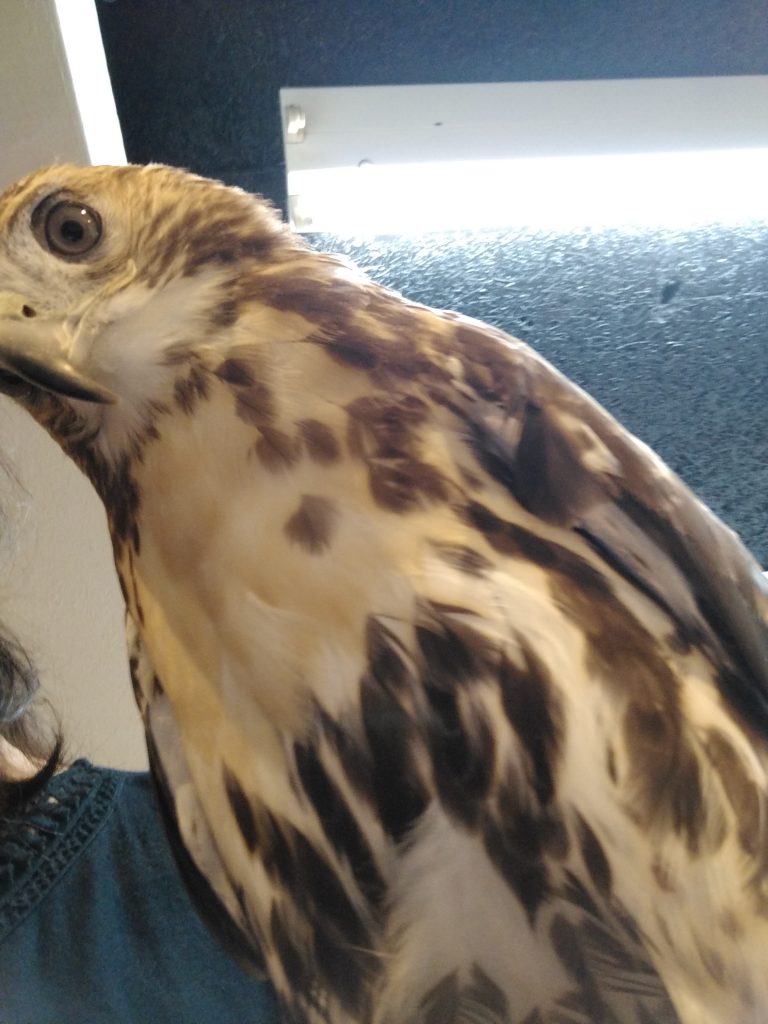 訓練されているのはどっち？