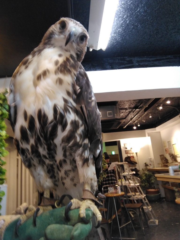 レッドテールと人間のゆるり訓練2日目。