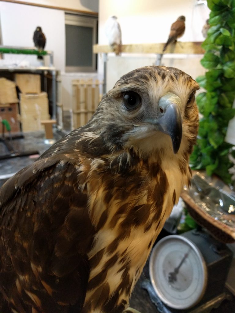 ぐーちゃん訓練6日目？？と虎鉄っちゃん。