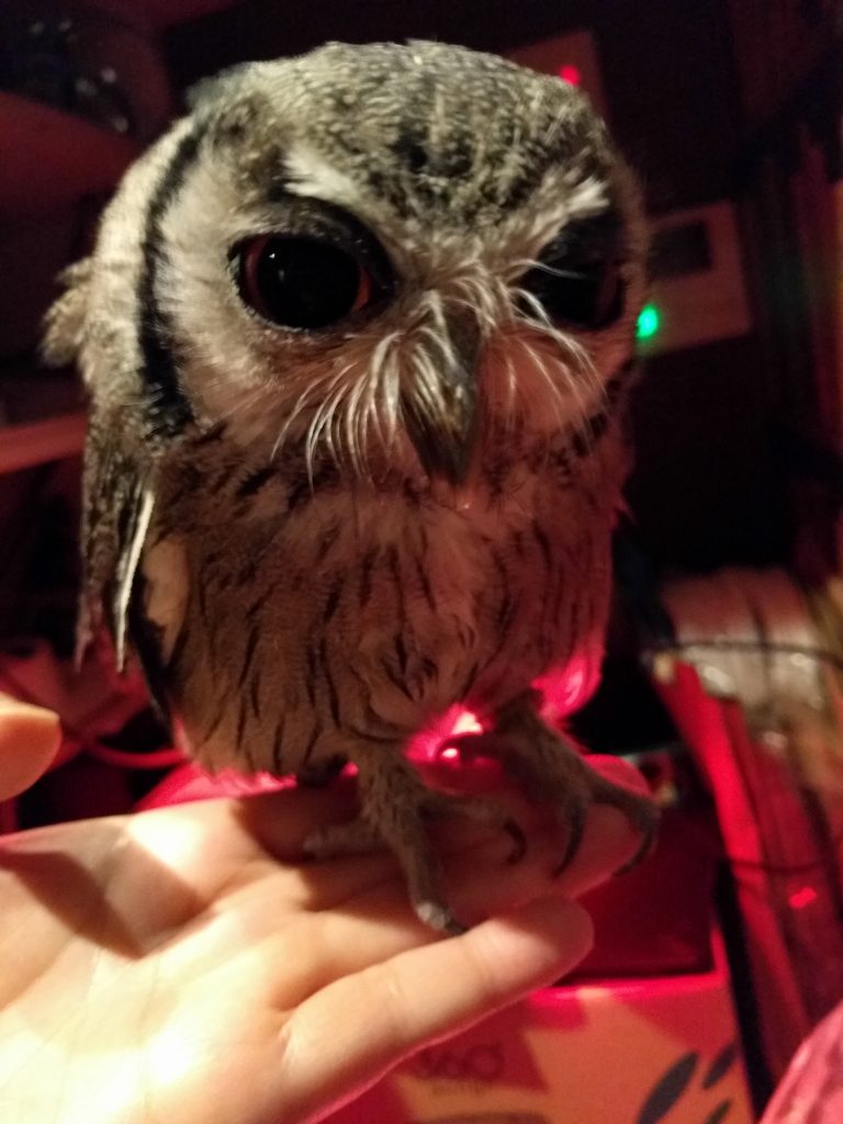 虎鉄170g台に！ぐーちゃんも1200g台に。