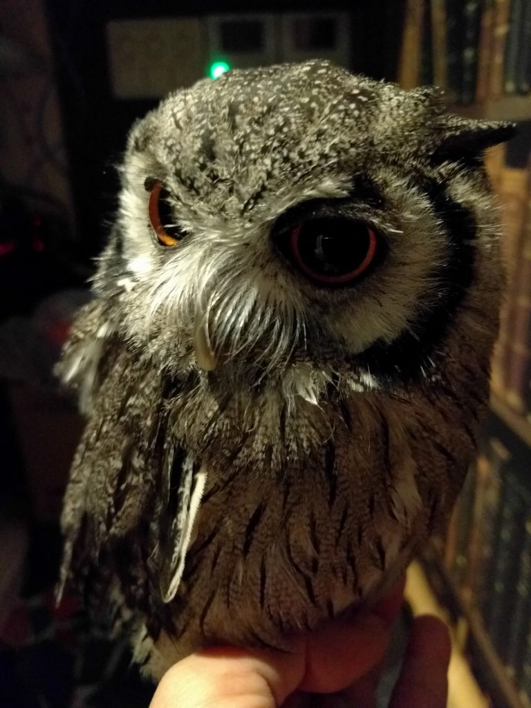 増えすぎじゃないかい？まいいか。