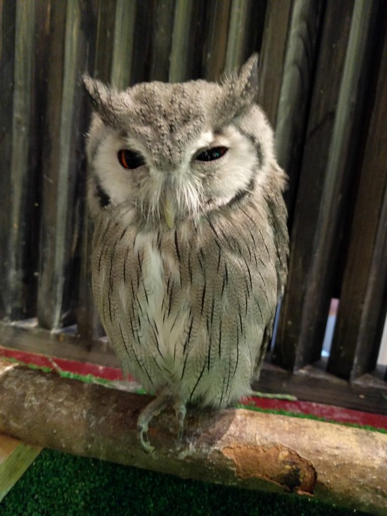 虎鉄といえば龍空。