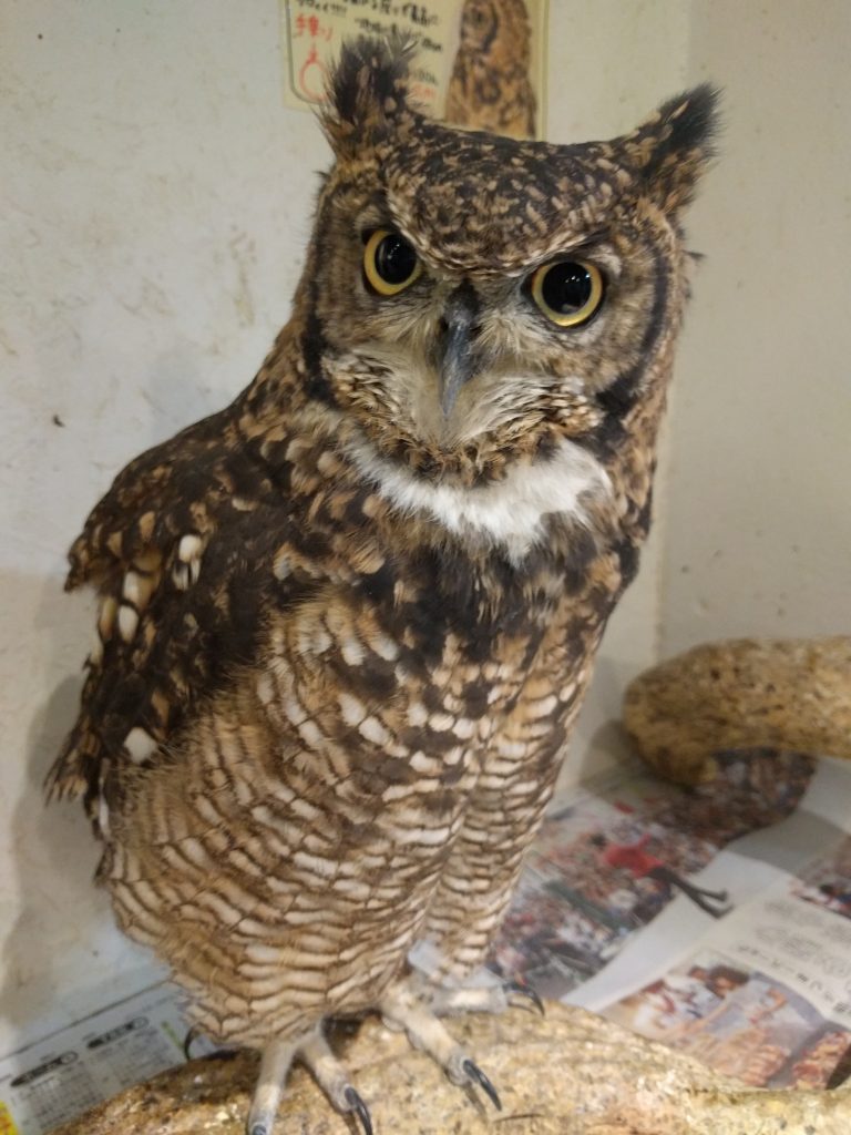 ご指摘の通りです。