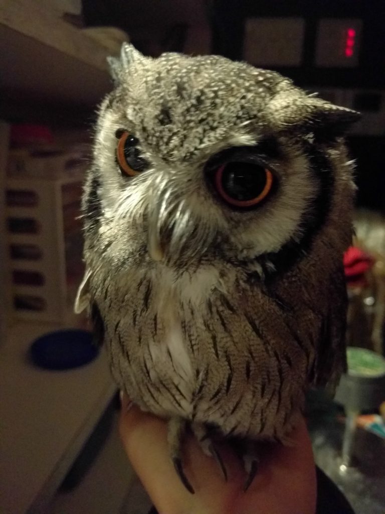 虎鉄先輩、カフェオレに挑む。