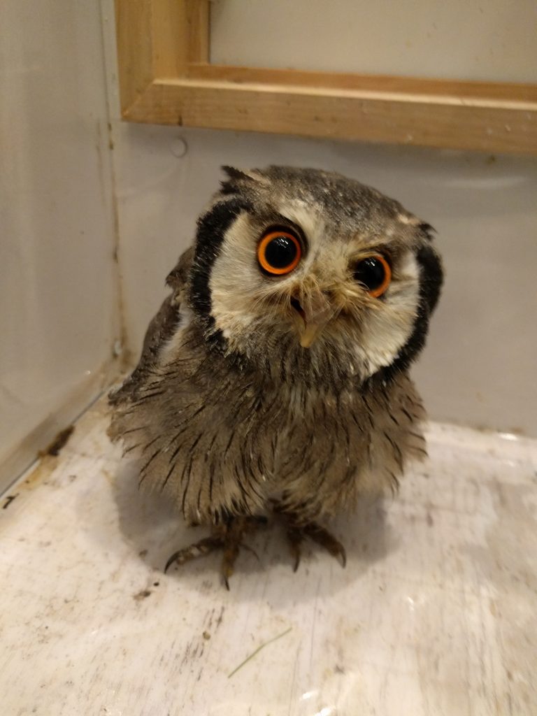 きっくちゃんと悪い奴らのはなし。