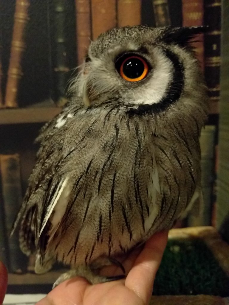 奴ら、とうとうやり遂げた。