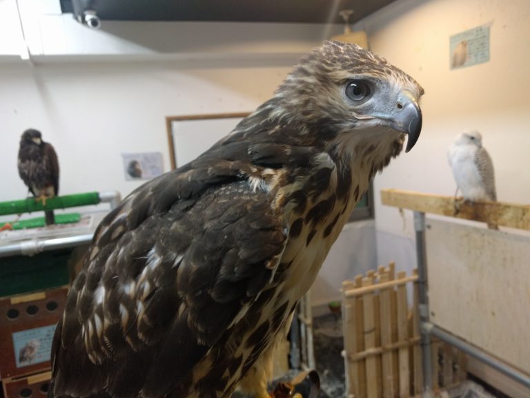 虎鉄は人の肩が一番落ち着く。