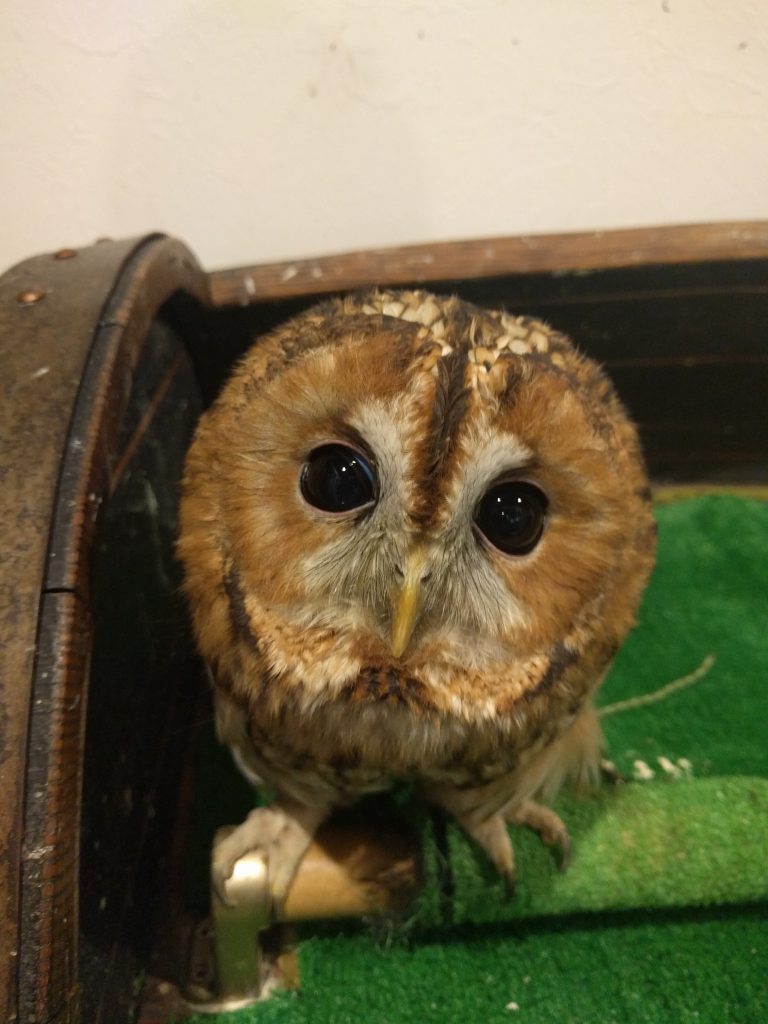 ワルインコ〜ずとの戦いに決着？