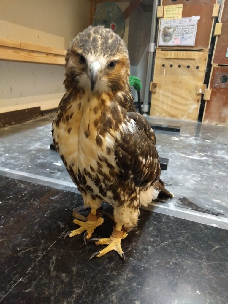 虎鉄とぐーちゃんのお散歩。