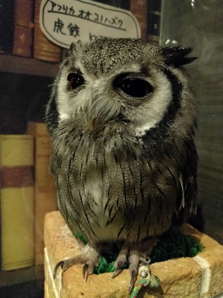 虎鉄先輩、癒しをばらまいてる風で金庫番に励む