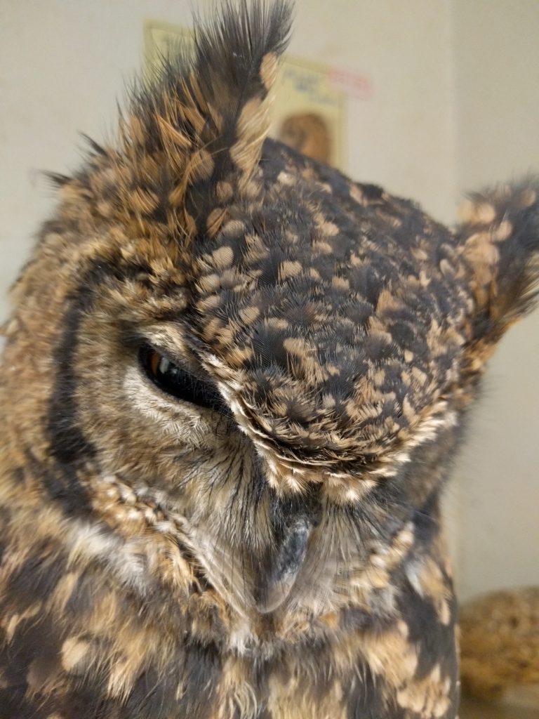 こじろうがめちゃくちゃ可愛すぎる件