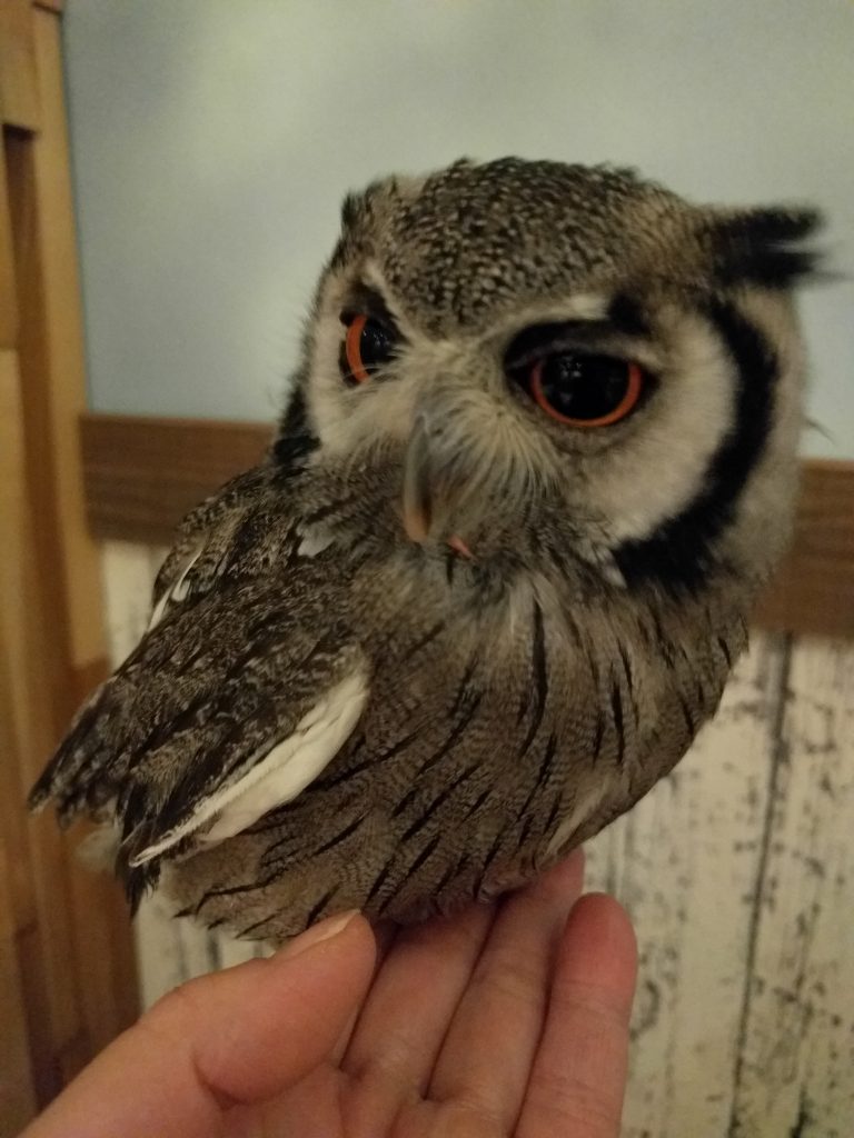 マイペースが取り柄(*´∀｀*)