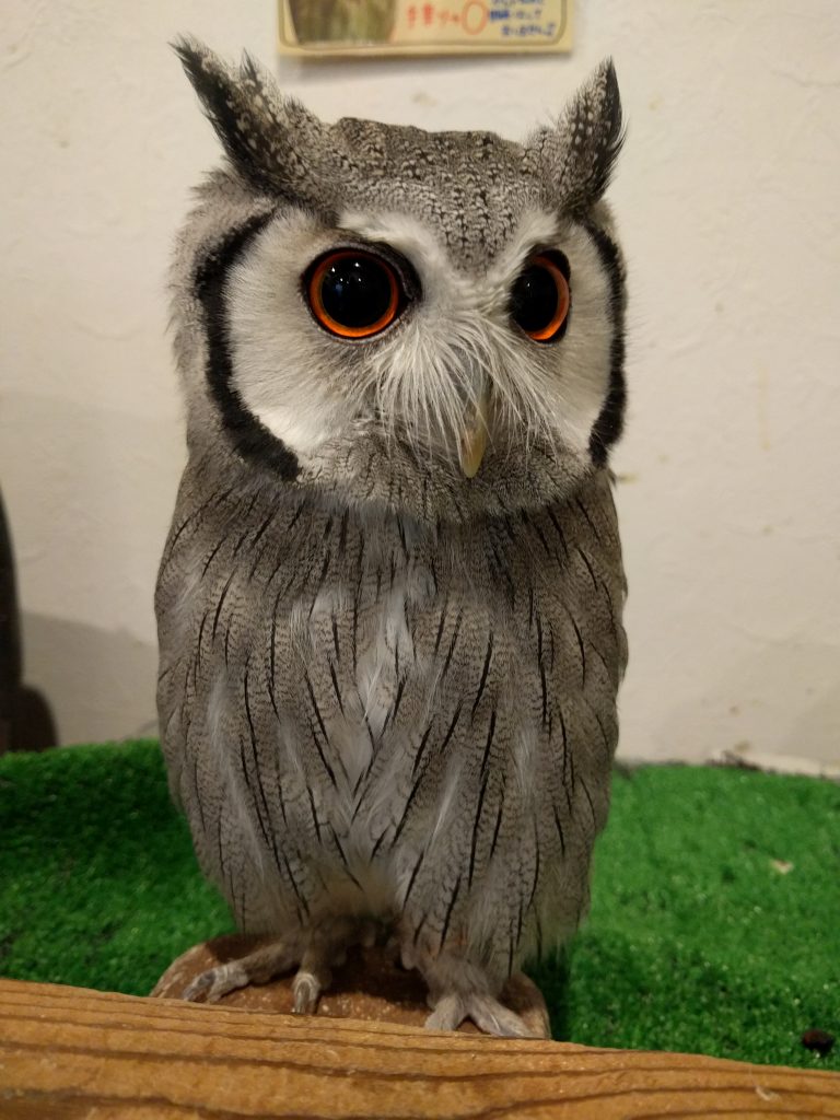 フクロウ界のアイドルグループ、再結成を願う。