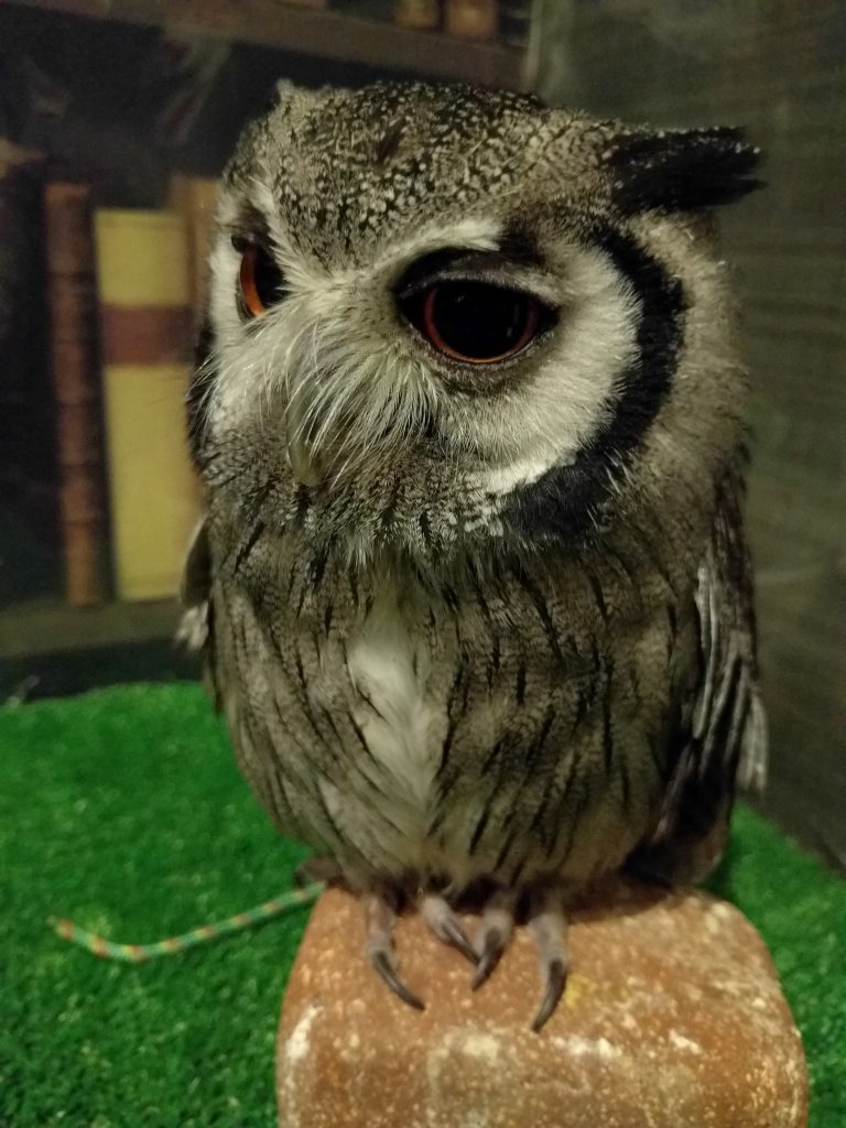 年の瀬、虎鉄とヒューイ。