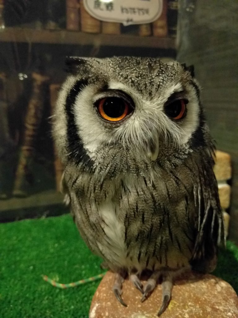 アフリカオオコノハズク、虎鉄語講座。