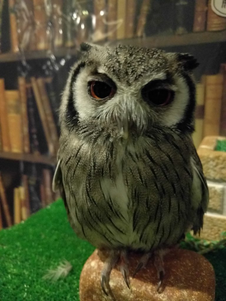 明けましておめでとうございます。