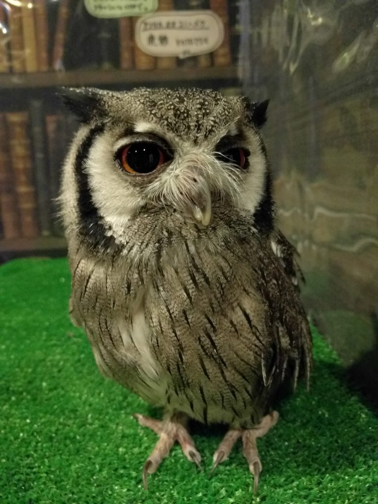 『フクロウ読本。』届いたよ♫