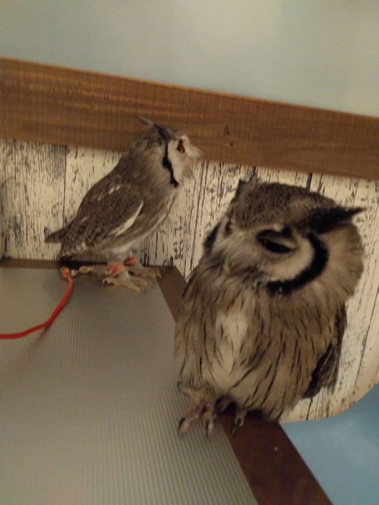 龍空、お引っ越し。