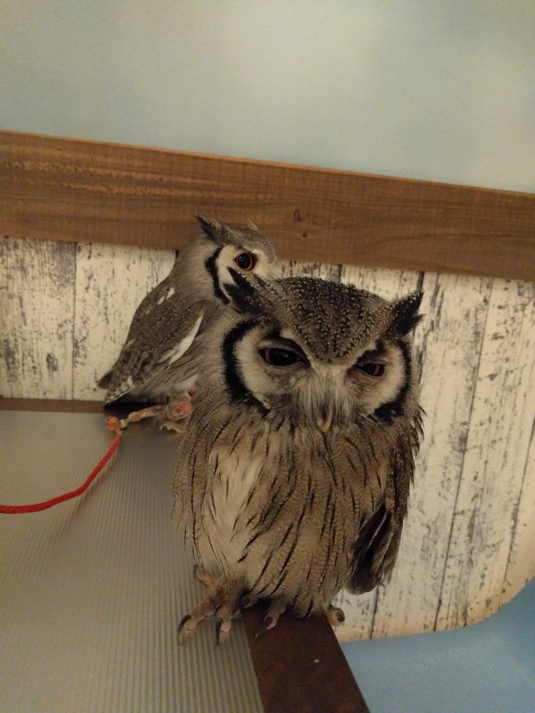 飛べない鳥、追加項目（笑）